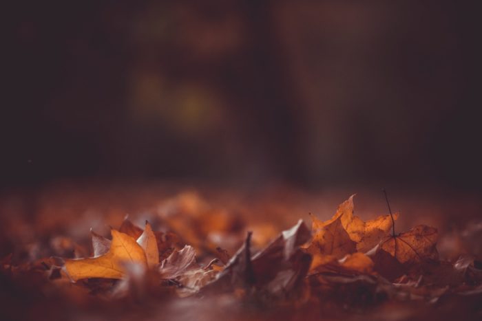 46 Autumn Subject Lines for Ecommerce Emails and Why They’re Awesome